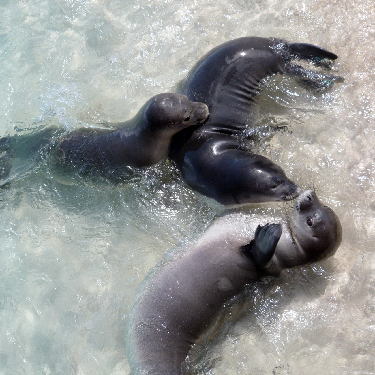 Monk seal pups playing in the shallows at French Frigate Shoals