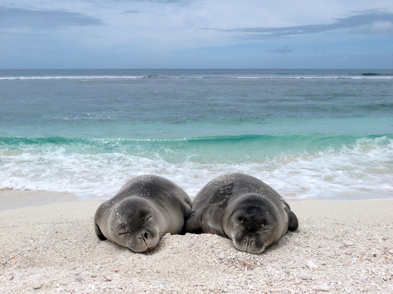 Two weaned seal pups sleeping on the beach