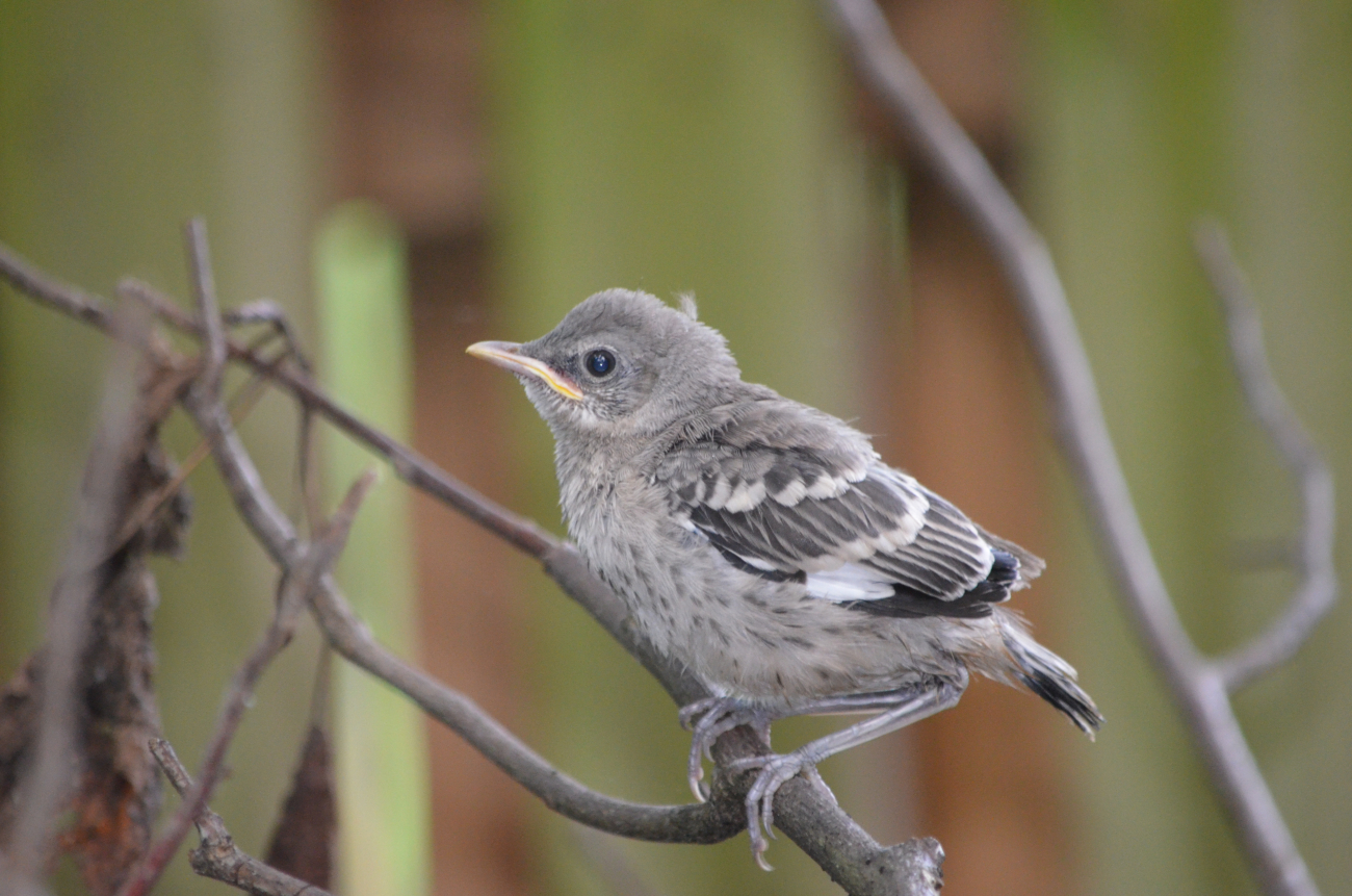 Perhaps a juvenile sparrow