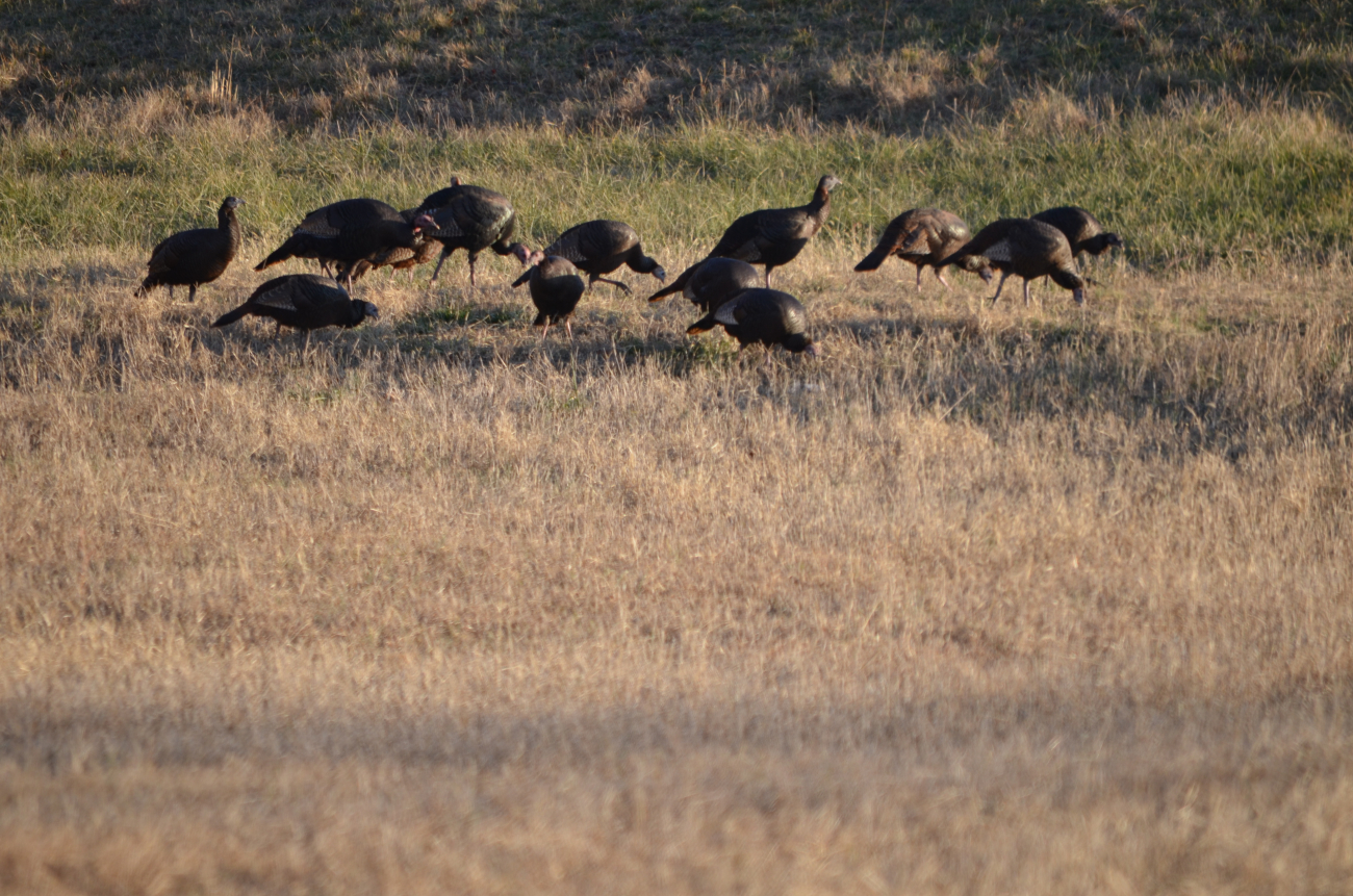 A flock of wild turkeys