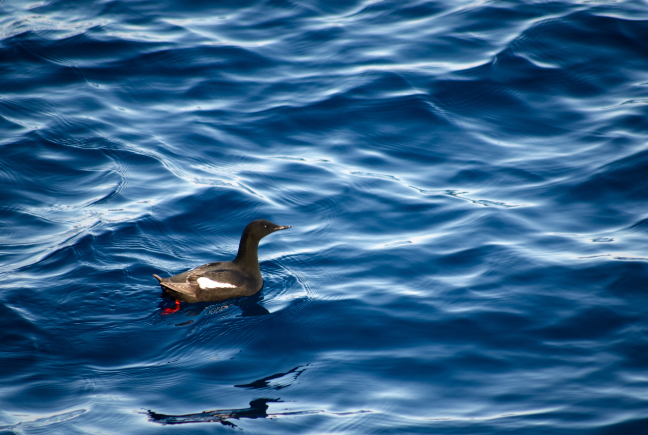 This black guillemot, a truly Arctic bird, was seen at our northern-most science station, around 77 degrees North