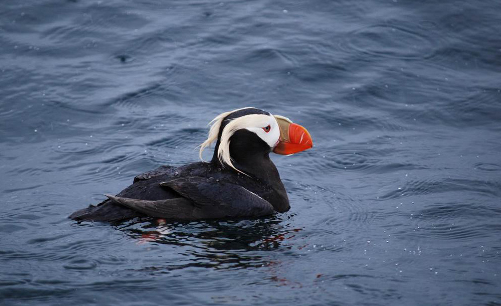 The tufted puffin is known for its bright yellow tufts of feathers that bothsexes have during the summer breeding season