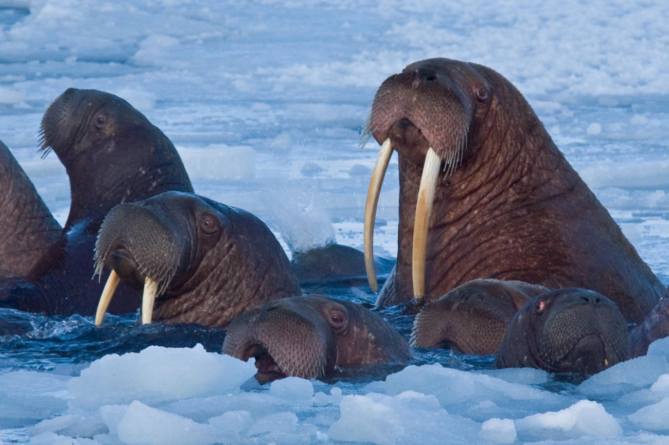 Walrus coming to the surface for air