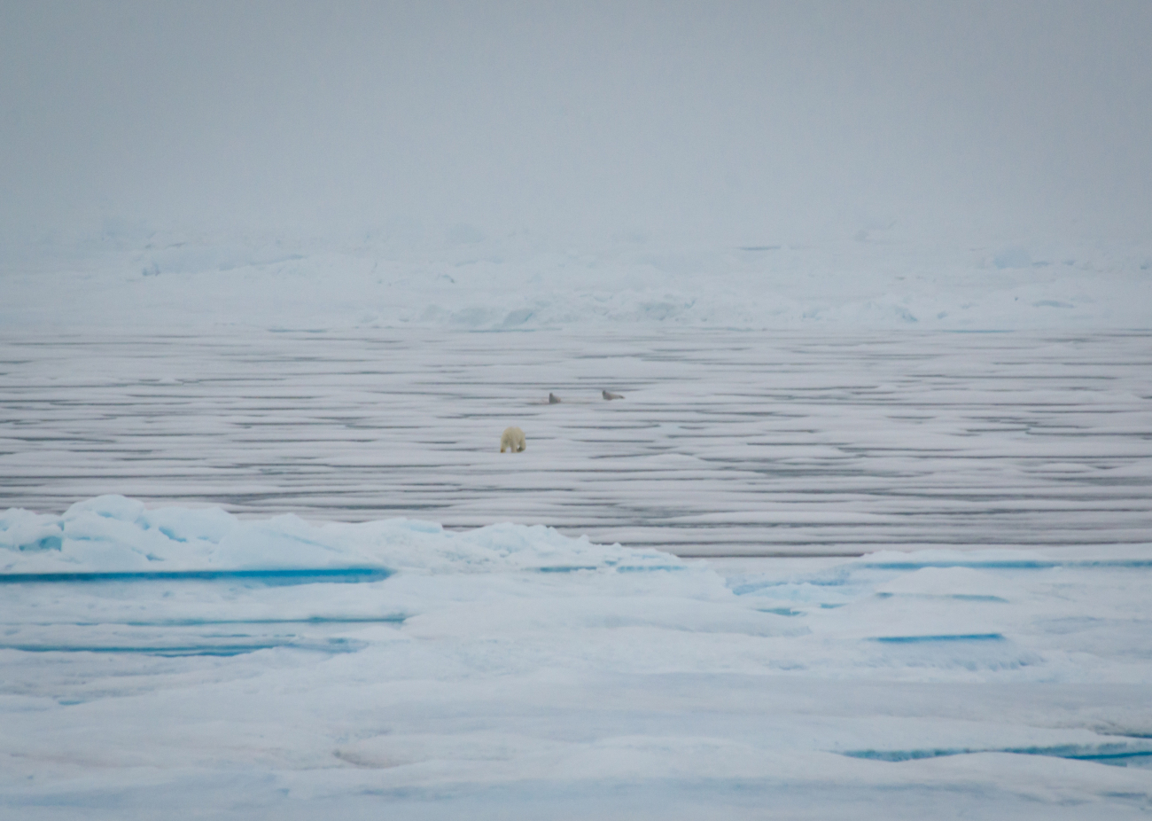 A polar bear attempting to ambush a pair of ribbon seals, which quickly slippedinto the water when the bear got too close