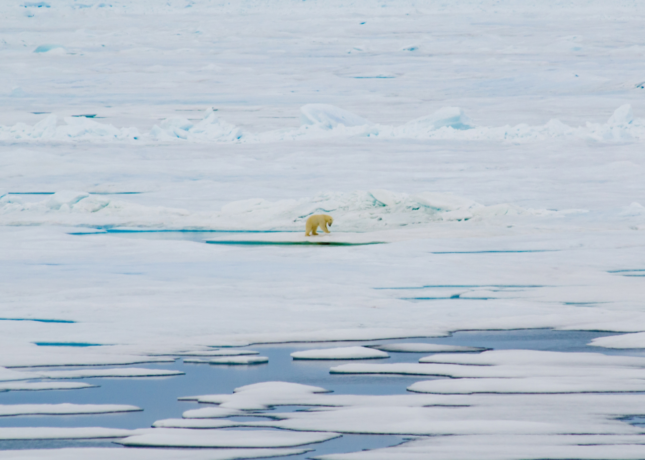 This polar bear was pounding on a seal den, hoping to find food in the openArctic landscape