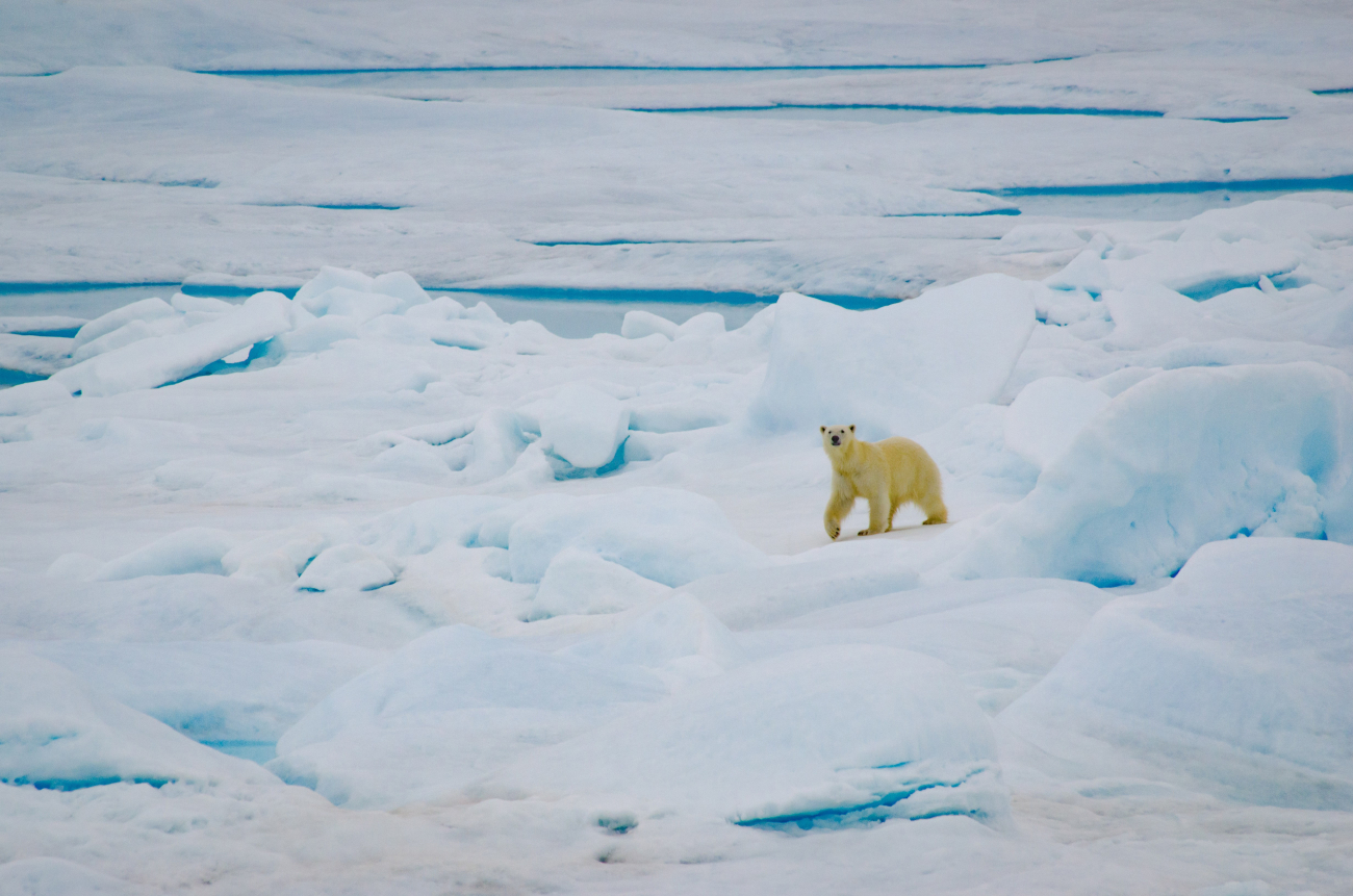 This curious polar bear was checking out the ship while it was stationary