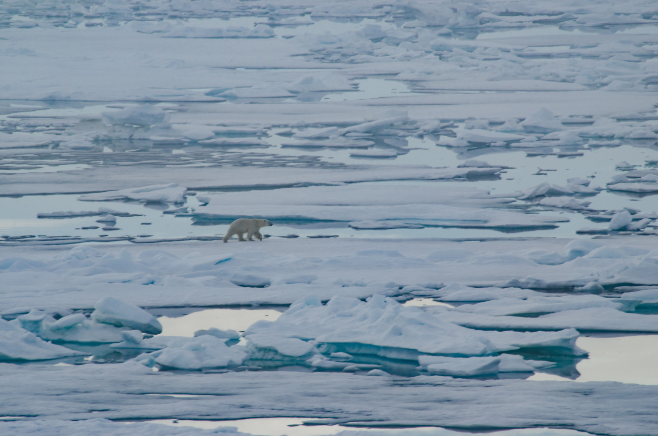 A polar bear effortlessly crosses the ice in its Arctic home