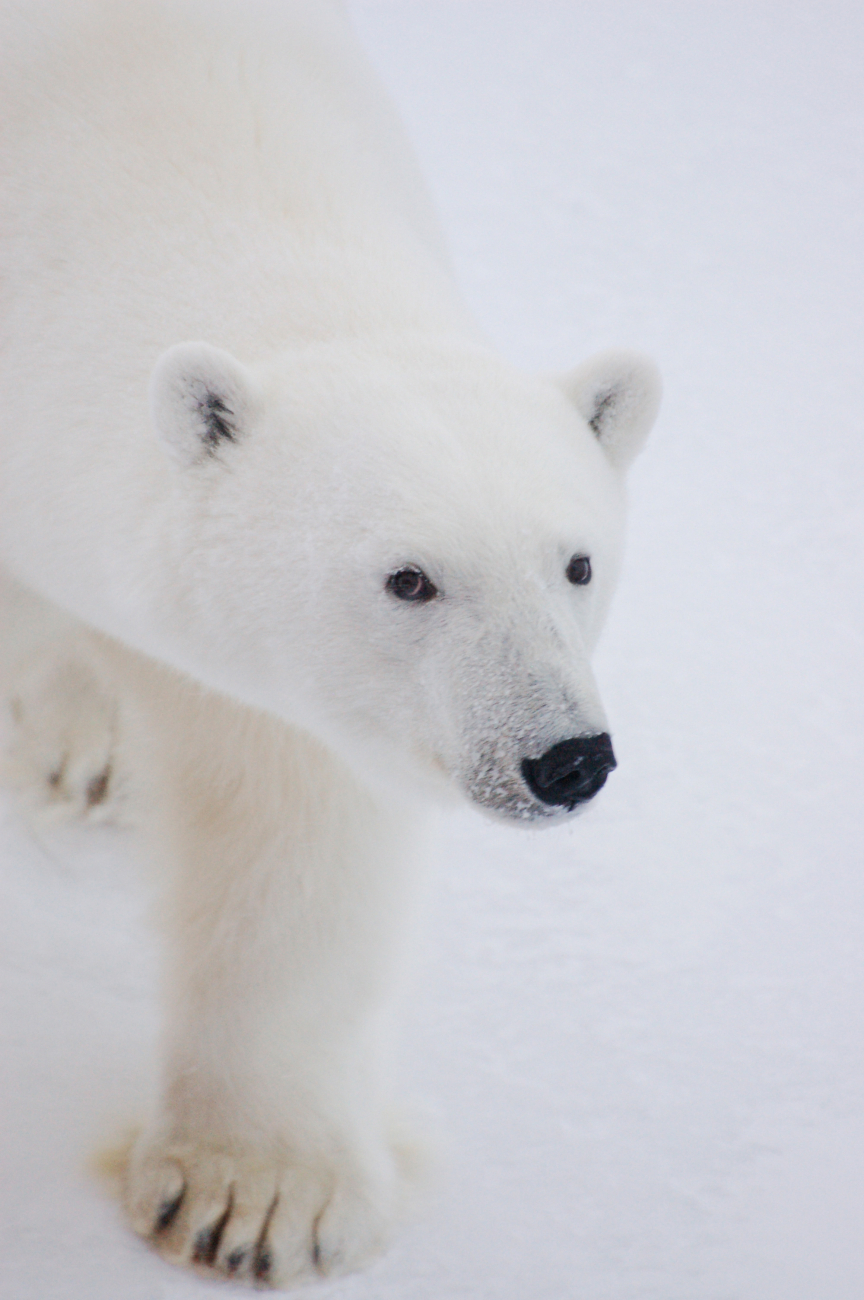 A polar bear wanders the ice pack