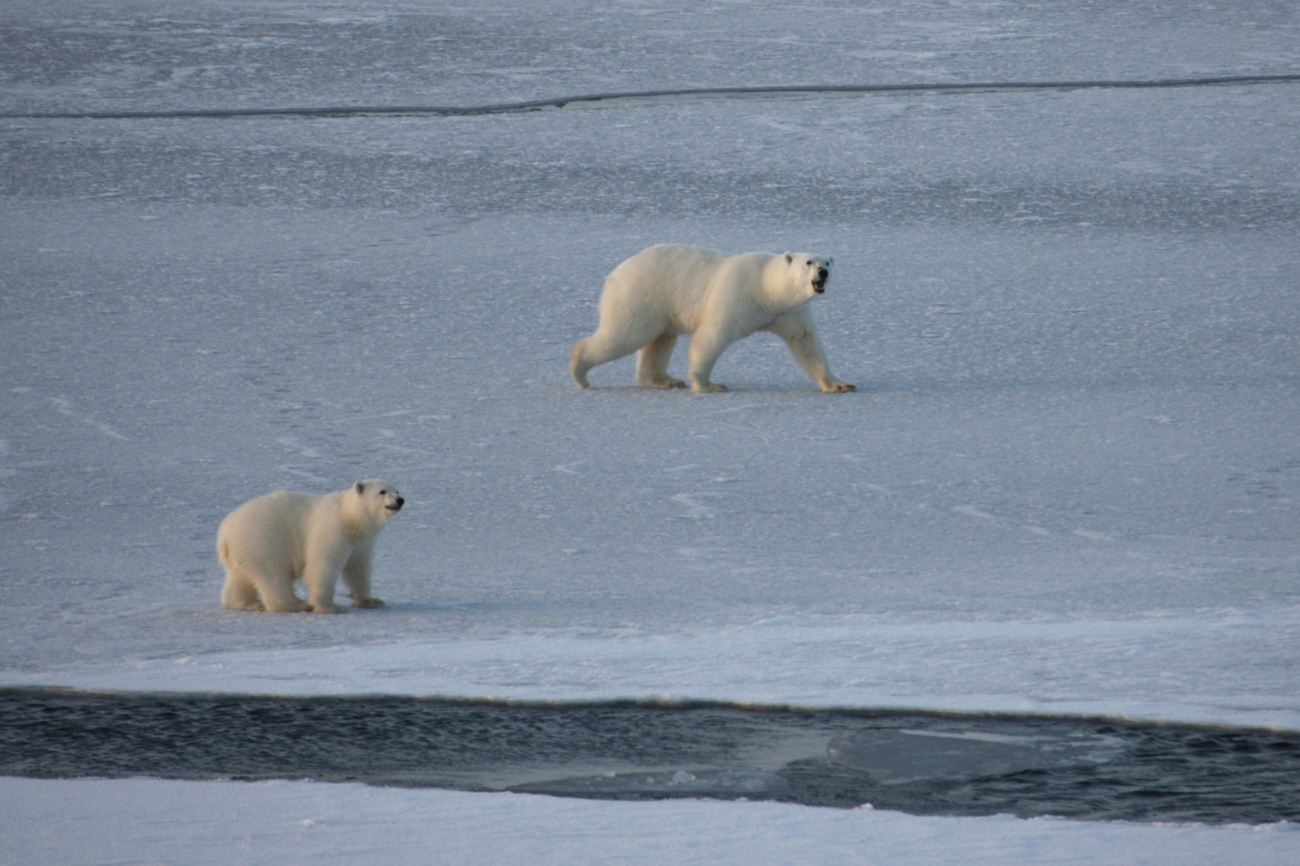 These polar bears are on very thin ice, surrounded by cracks and leads, whichmake it very hard for them to travel