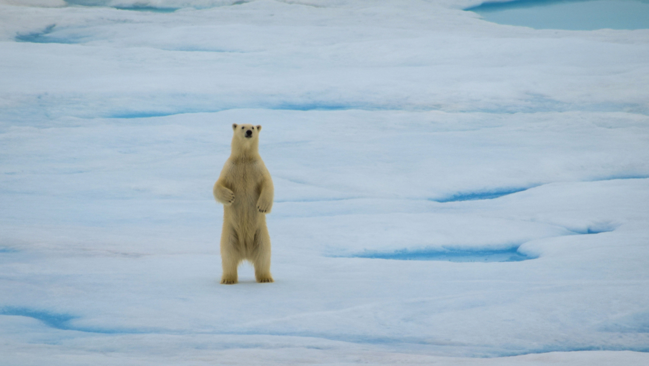 A polar bear standing on its hind legs to get a better look at the USCG icebreaker HEALY