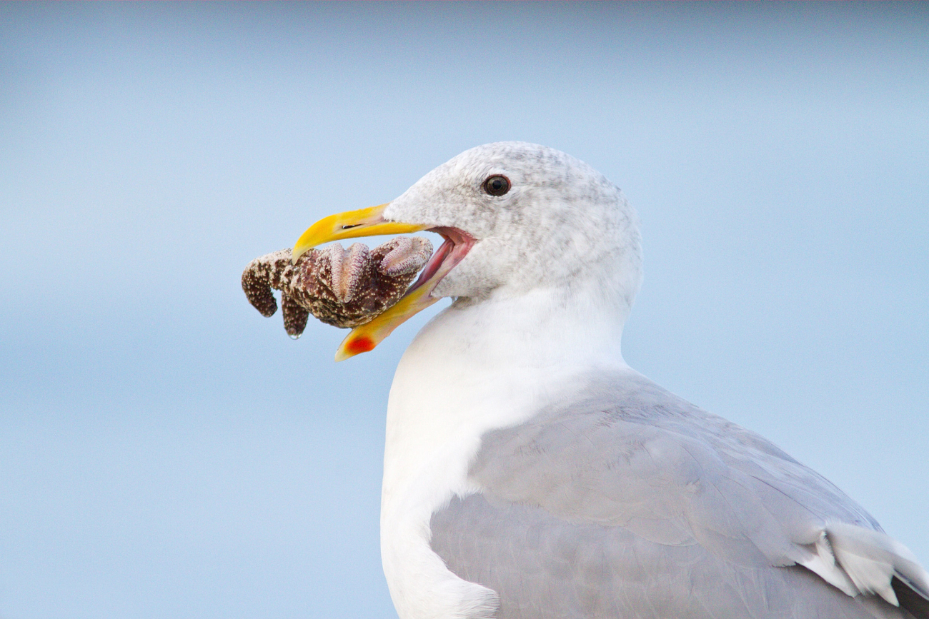 A Western Gull (Larus occidentalis) thinking about eating a starfish
