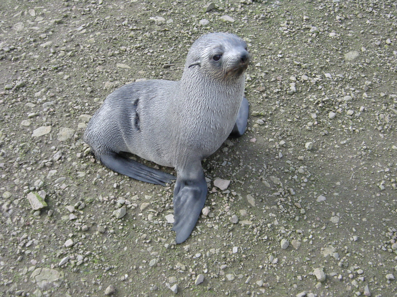 An Antarctic fur seal pup