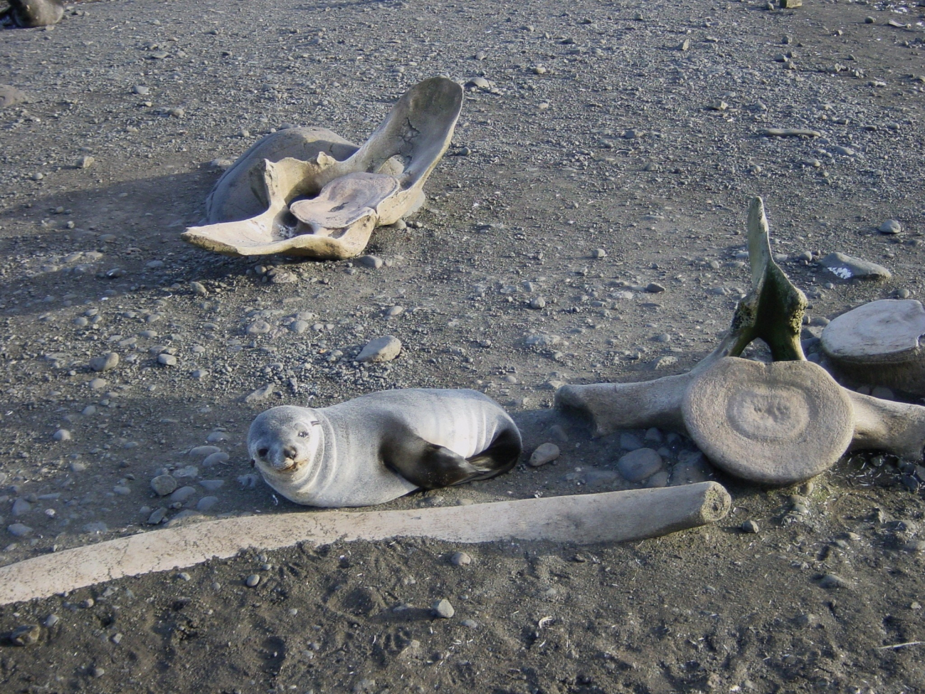 A seal pup snoozing by whale vertebrae and rib bones