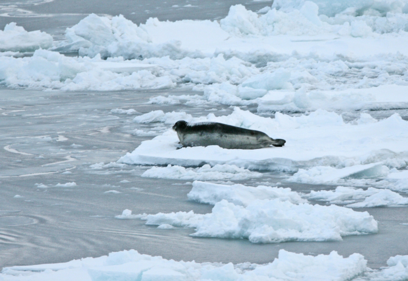 A bearded seal (Erignathus barbatus) on the ice
