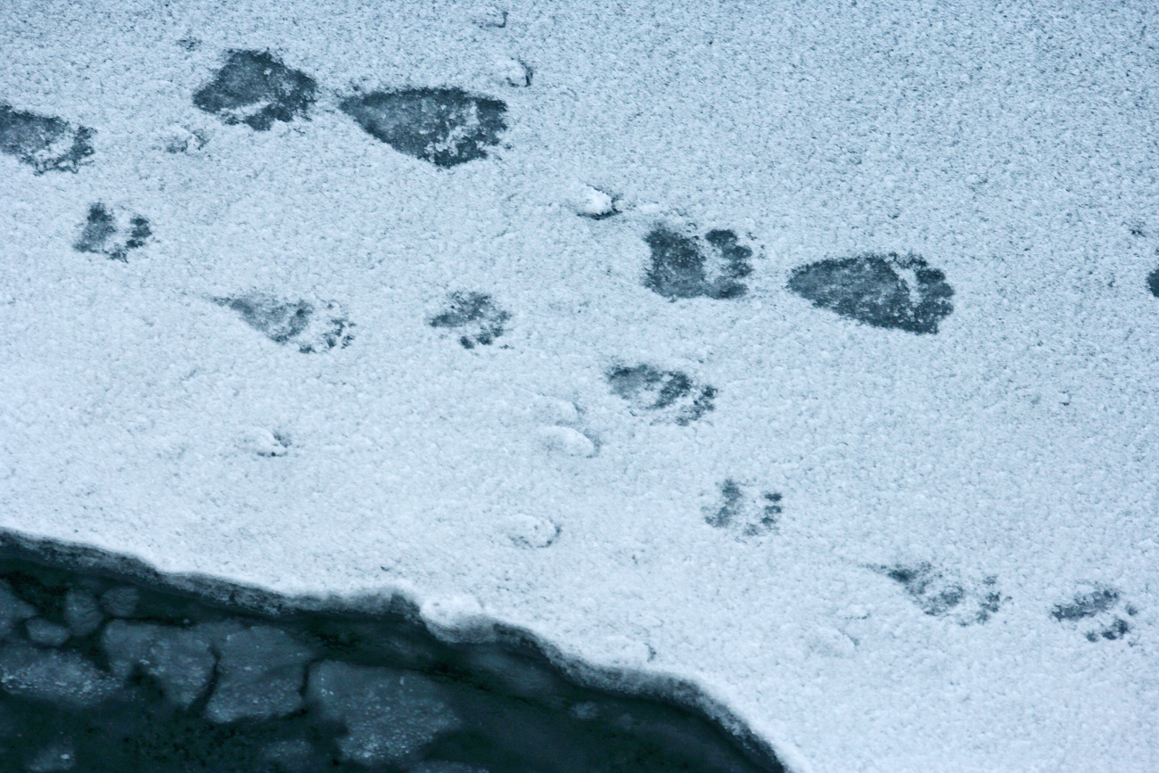 Polar bear (Ursus maritimus) tracks