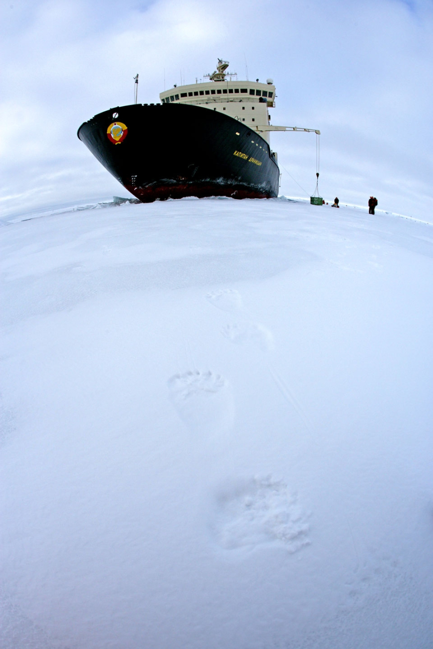 Polar bear (Ursus maritimus) tracks found near the KAPITAN DRANITSYN