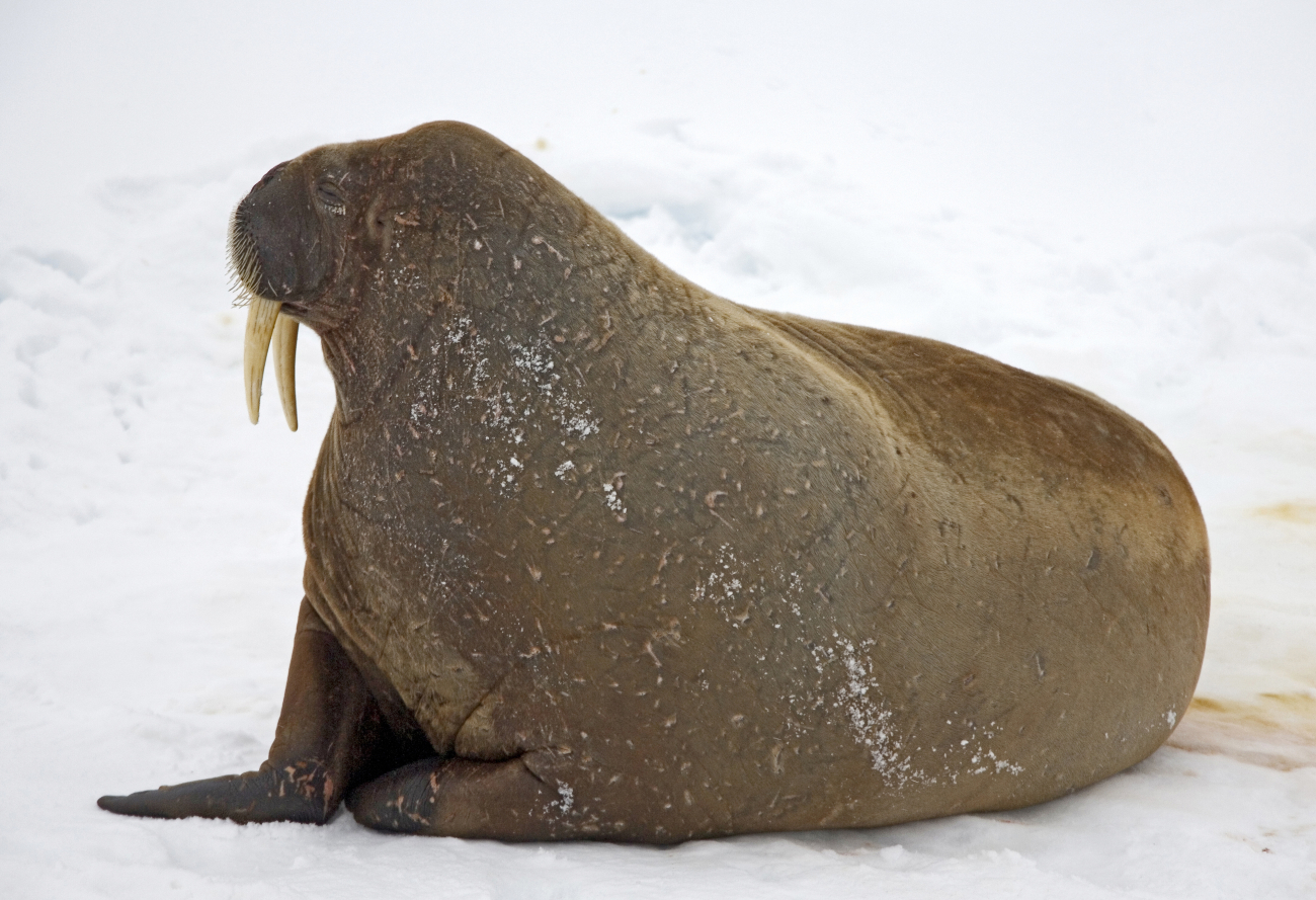 Walrus (Odobenus rosmarus rosmarus) hauled out on the ice