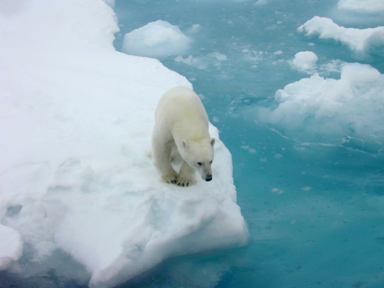 Polar bear (Ursus maritimus) on ice floe