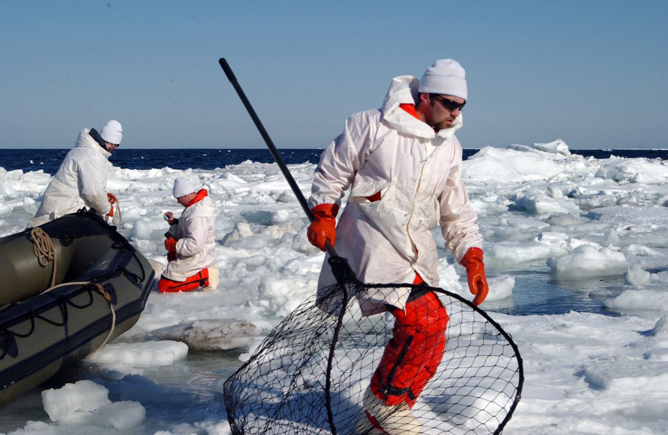 Researcher with net, moving to capture seal on ice berg