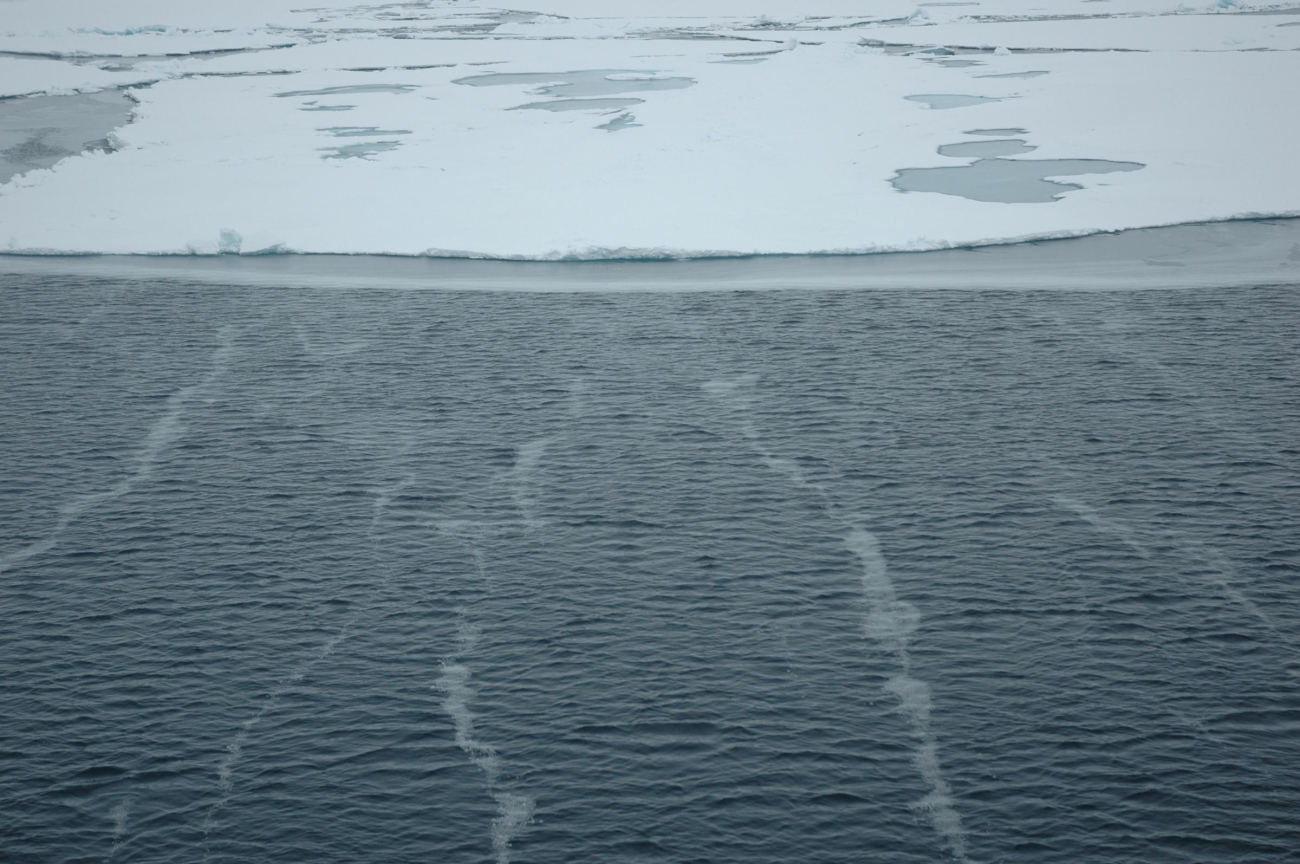 The fresh fallen snow accumulates in bands on the open water,while the blue and grey melt ponds and puddles cover parts of the ice floein the background