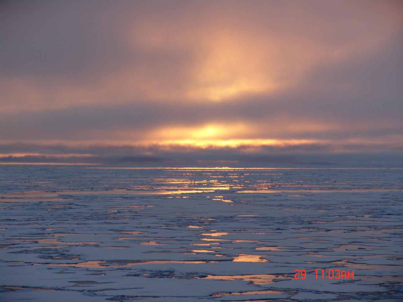 The golden Arctic with sun reflecting off what appears to be a field of firstyear ice floes