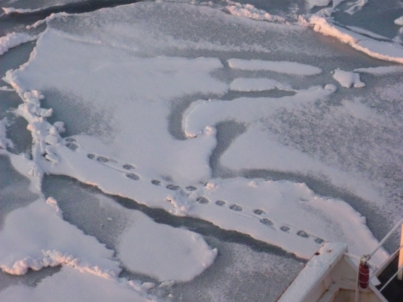 Polar bear tracks on new ice
