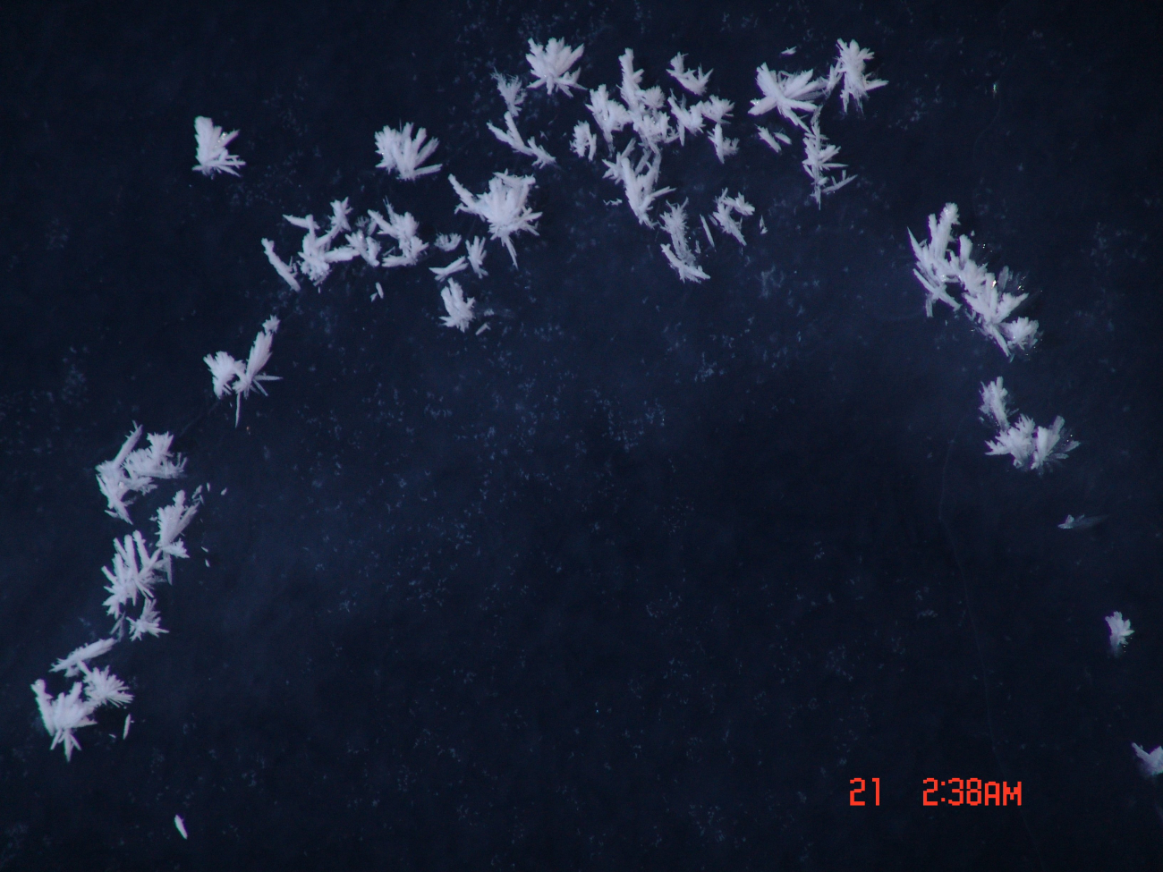 Frost flowers on frazil ice