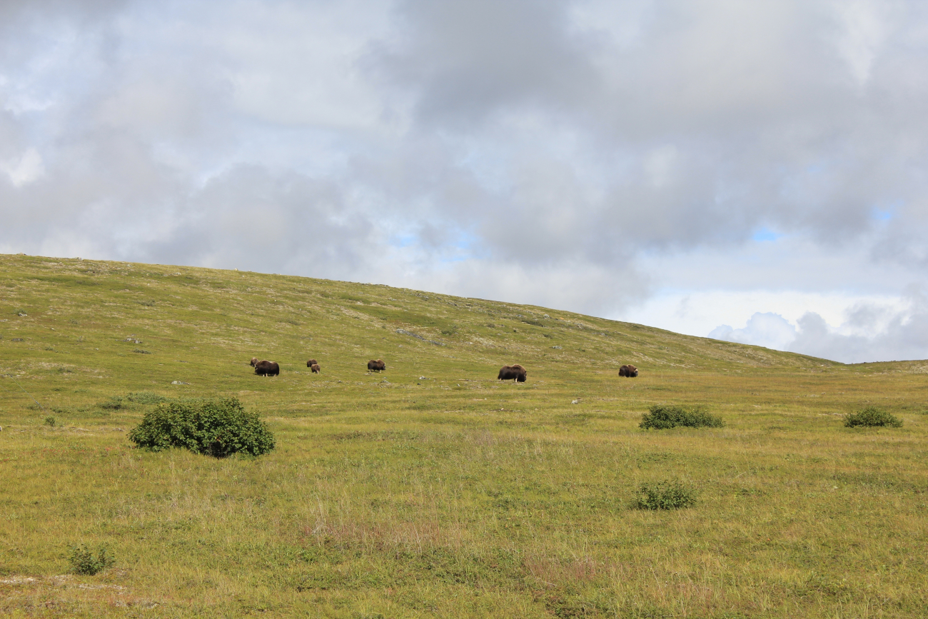 Musk ox grazing along a hillside on the Nome to Council Road