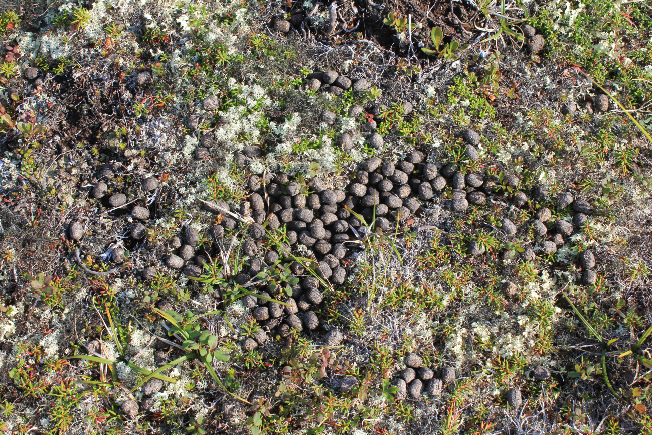 Caribou dung on a hillside in the Kigluiak Mountains