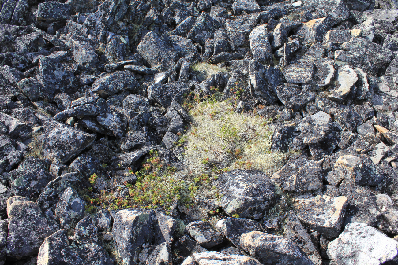 Frost heaved rocks on the high ridges above the Imuruk Basin