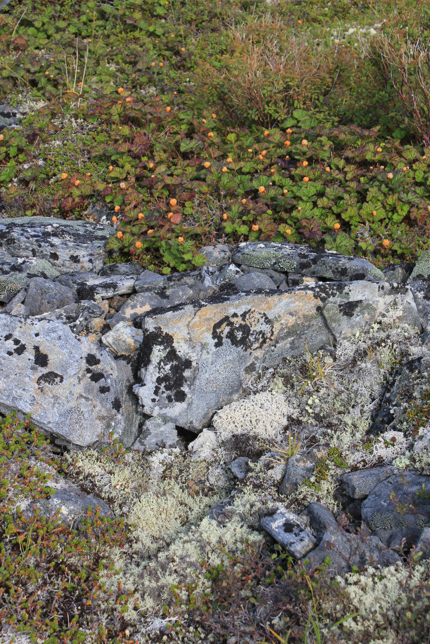 Orange, black, and green lichen on rocks - a diverse array of plants betweenthe rocks