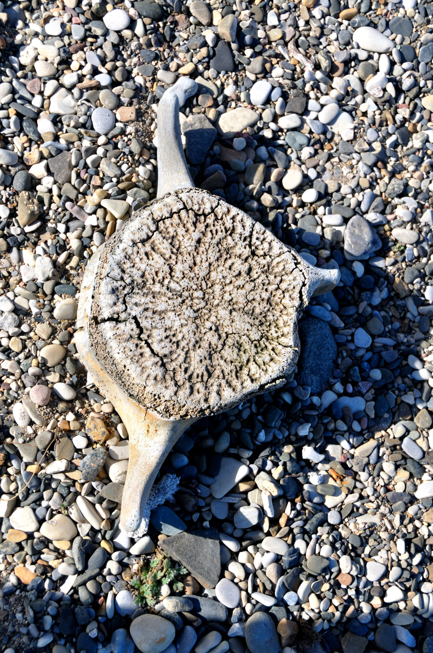 A whale vertebrae on the beach at Demarcation Point