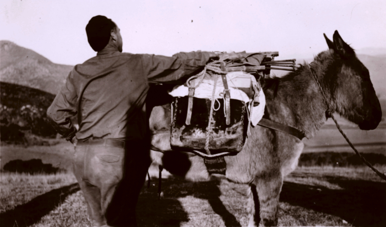 Roy Bixby, the Cowboy, loading a mule