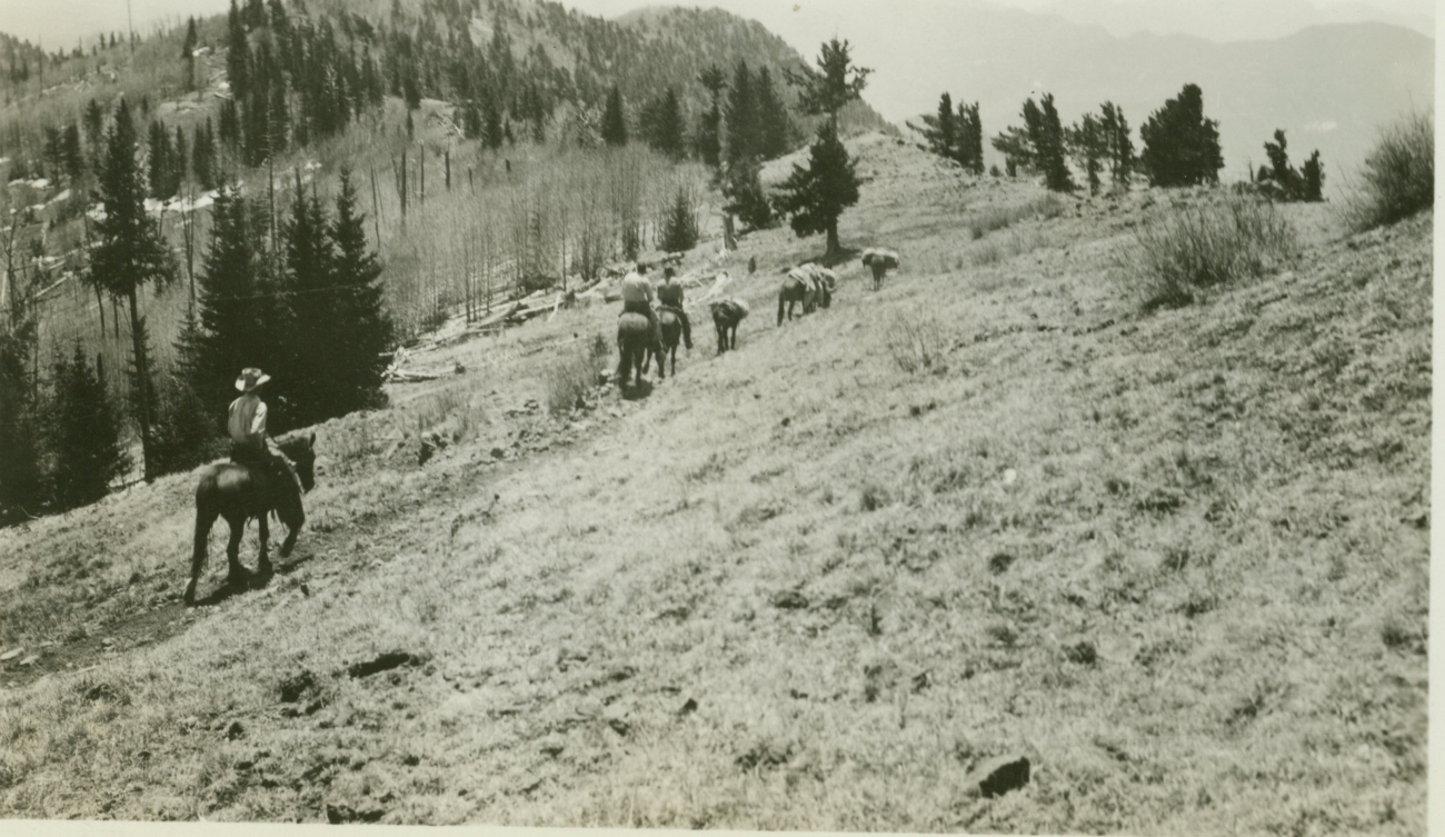 On the trail from Station Mogollon on the Mogollon Rim, a 25-mile horse pack