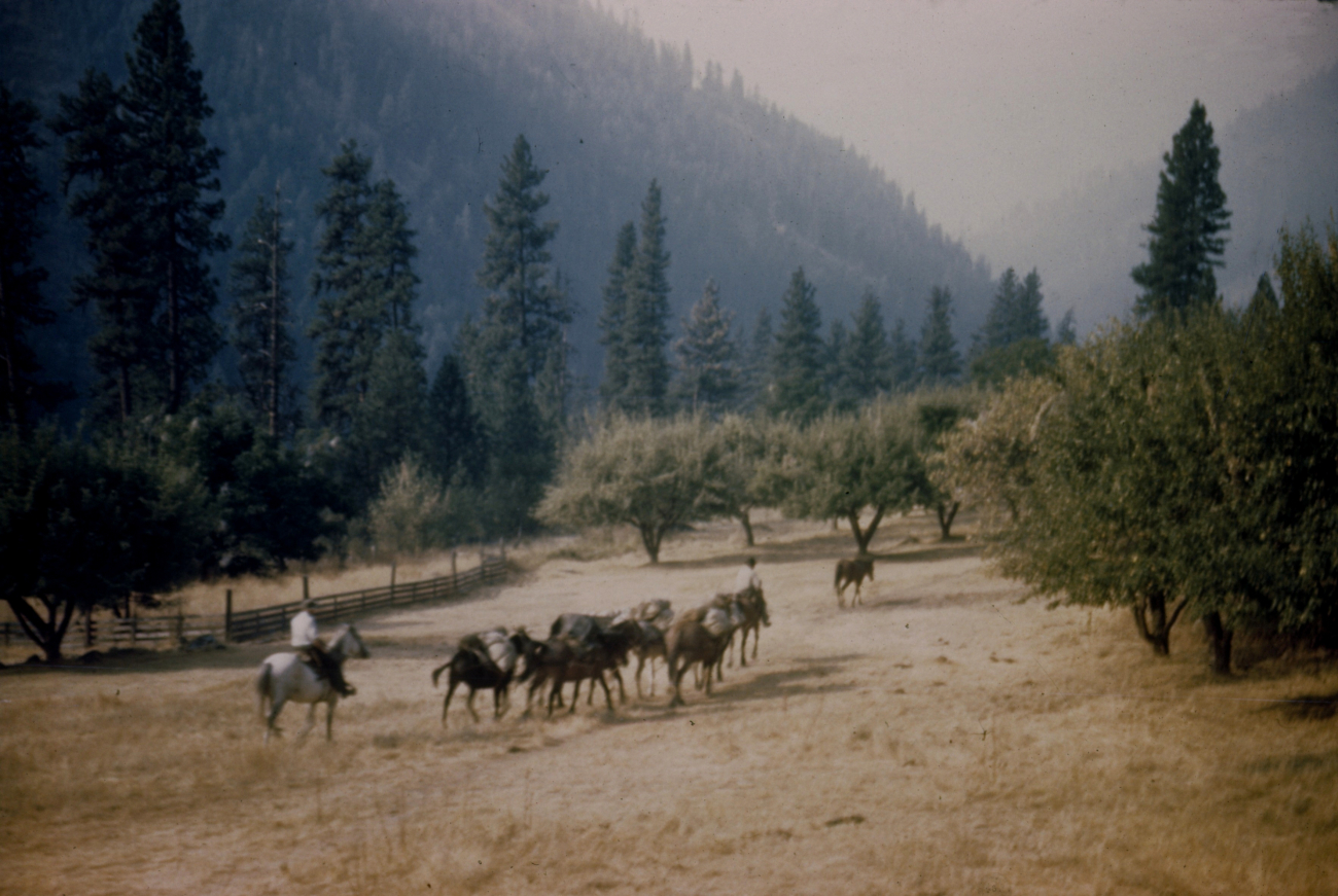 Floyd Risvold's pack train leaving Dale Ranch, about half way to the next camp