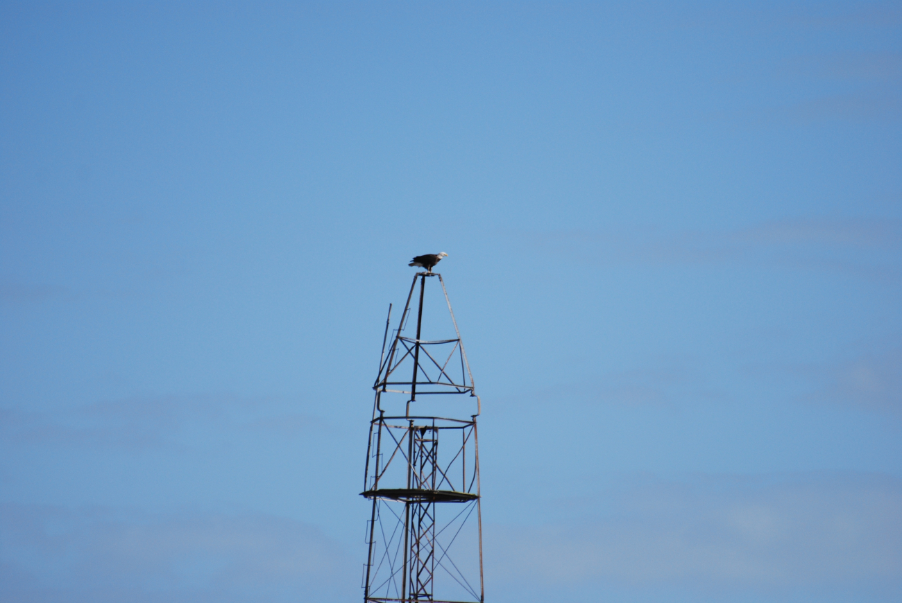 Eagle perched atop the Bilby tower at Couba Island