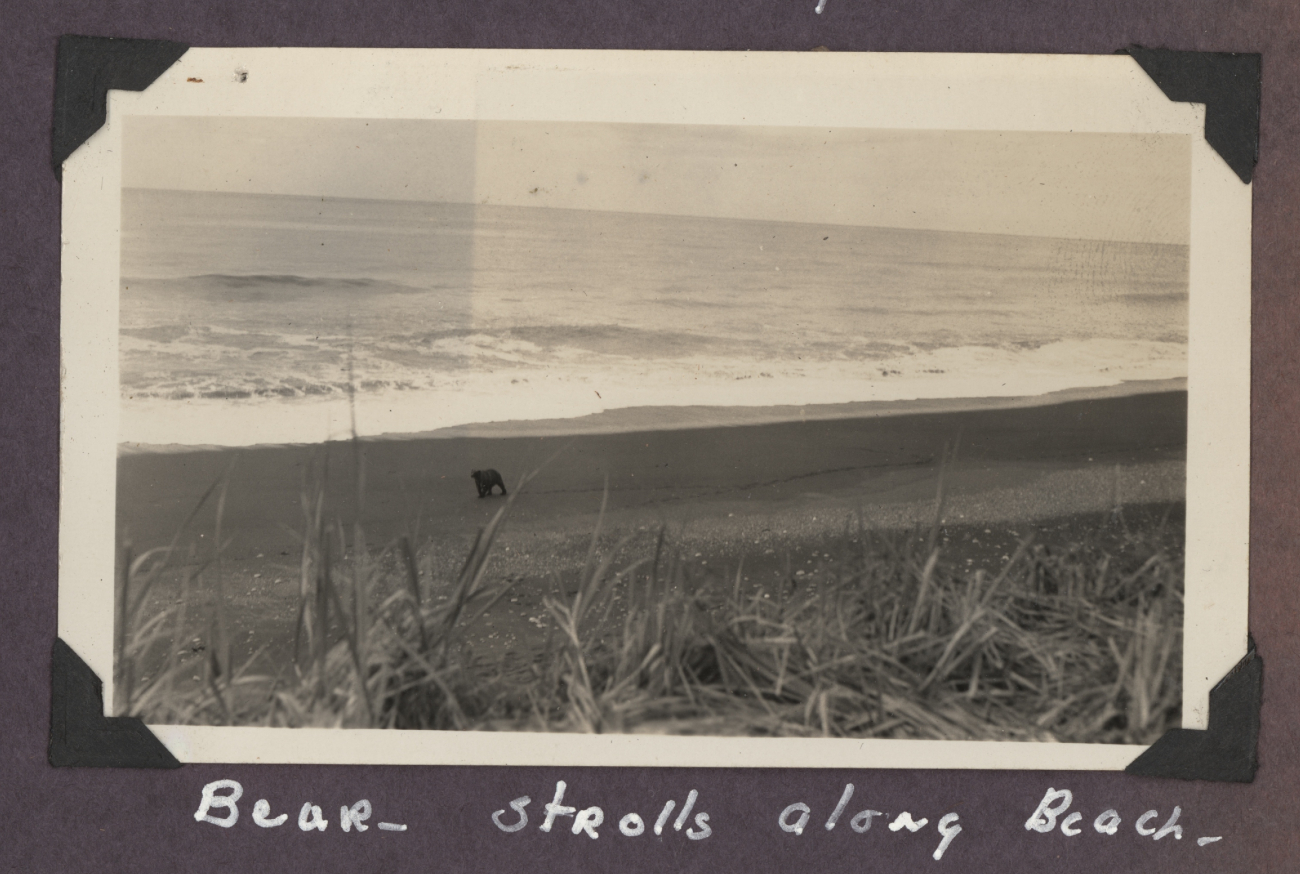 Bear strolling along beach - a reminder that this was still a very wildcoastline