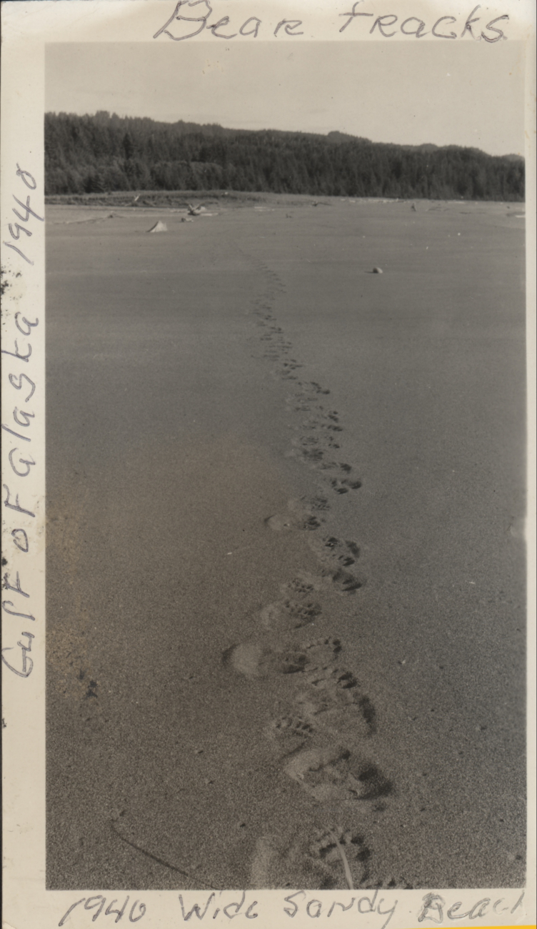 Bear tracks on the beach - a reminder that this was still a very wildcoastline