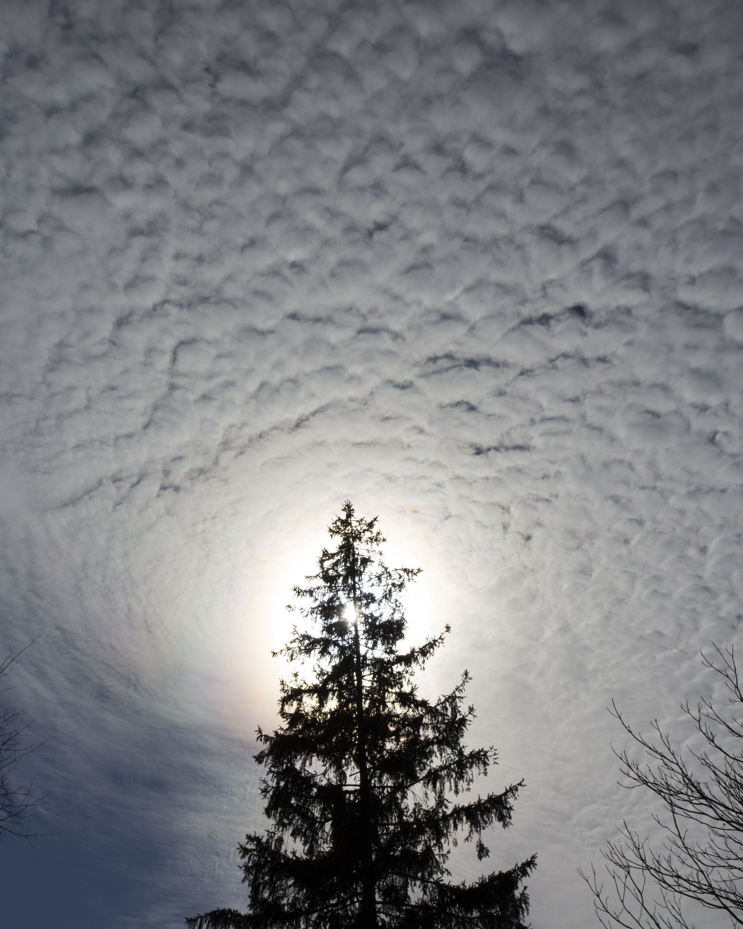 Looking up through the shadow of an evergreen tree, a cloudy vortex patternbecame visible one sunny afternoon in February 2014