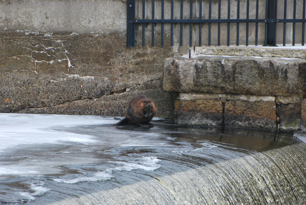 Beaver grooming on ice above falls