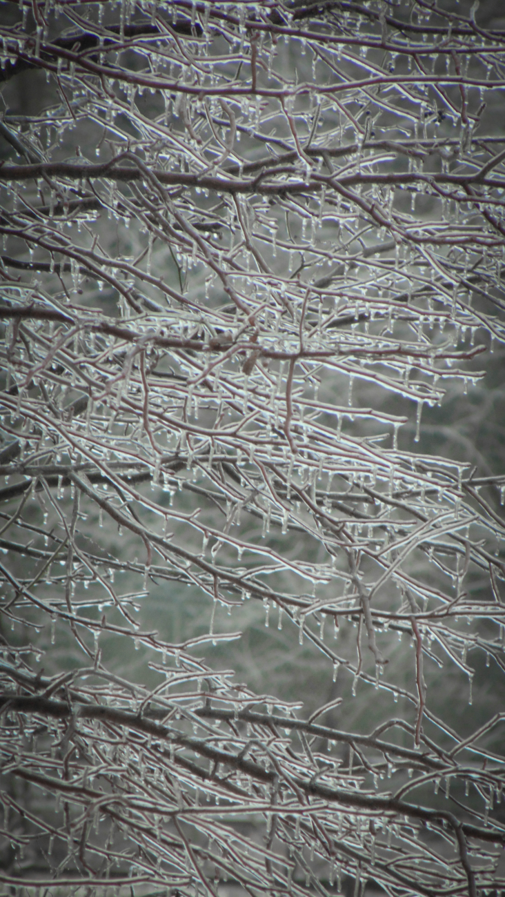 Ice melting on a tree