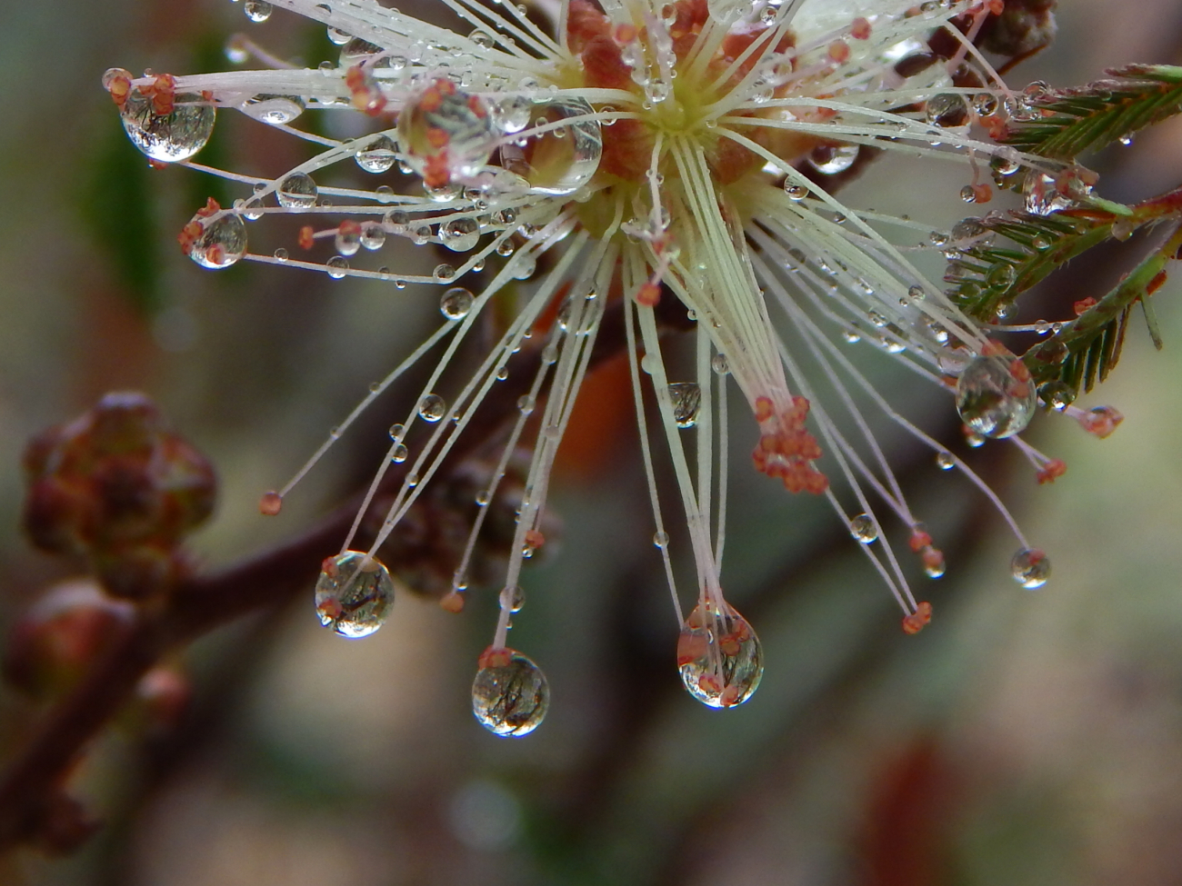 I stood under an umbrella in the rain to capture this Pink Fairy Duster