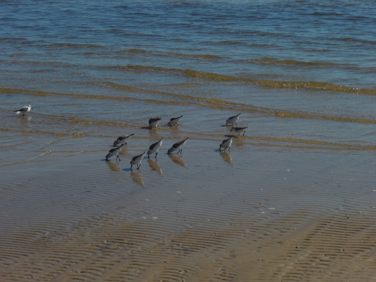 Bottoms UP! Birds feeding on the beach in Long Beach MS on a recordbreaking high temperature day