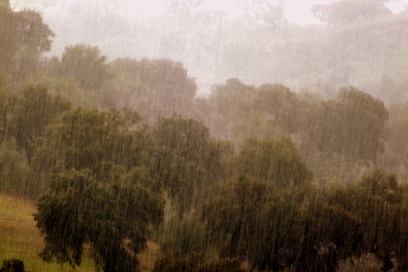 Rain in Mediterranean forest