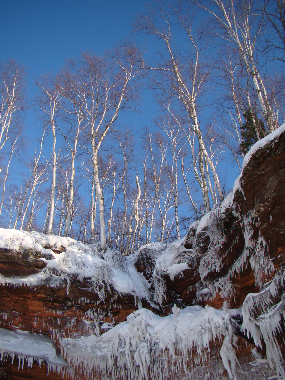 Winter birch trees at the Lake Superior Sea Caves