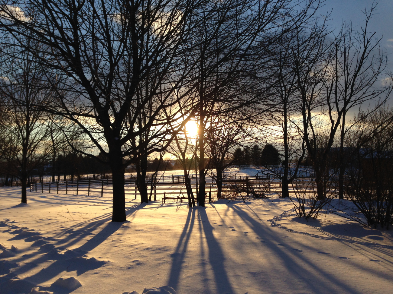 Silhouettes of trees in the late afternoon sun cast shadows on thesnowy landscape