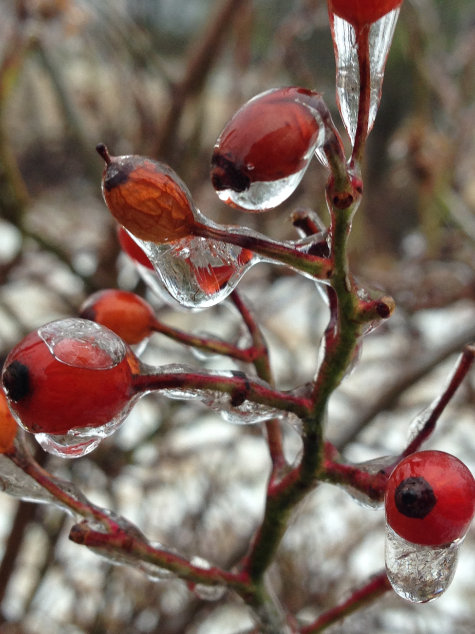 Water freezes onto berries after an ice storm, encapsulating their colorfulbeauty