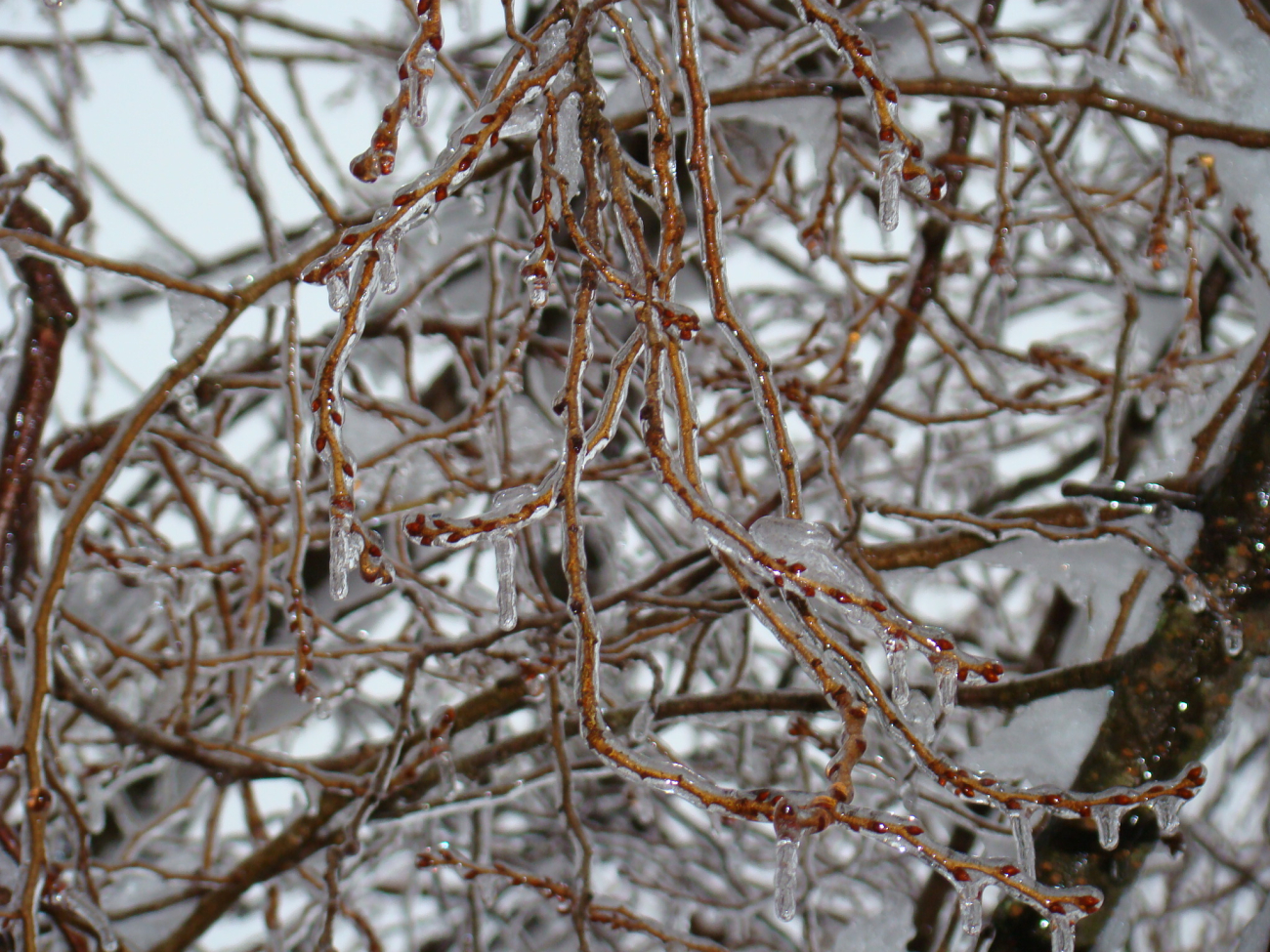 Ice-covered cherry tree following a severe ice storm