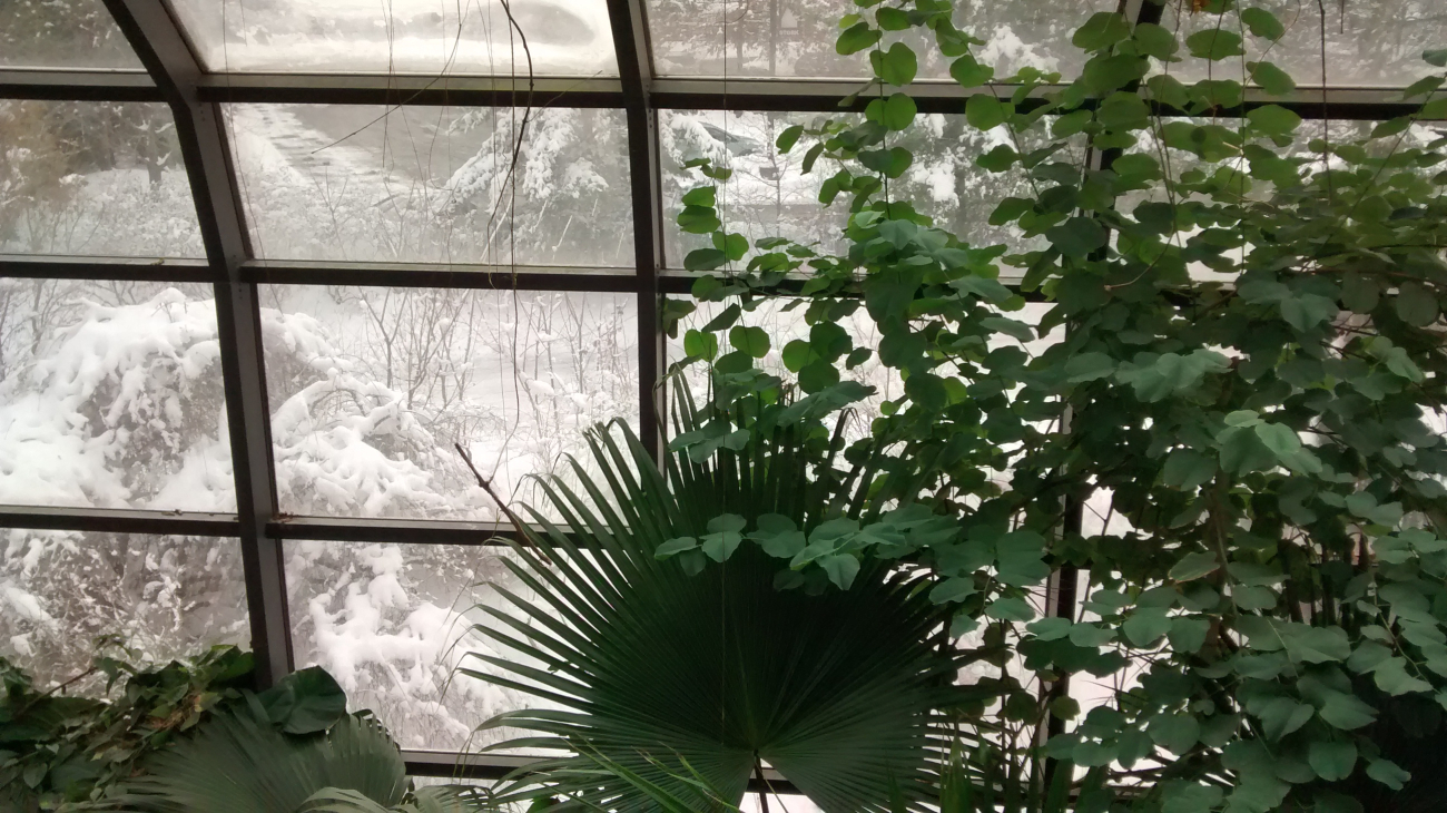 This was taken after a snowstorm in Cleveland, Ohio from inside the RainForest building at Cleveland Metroparks Zoo