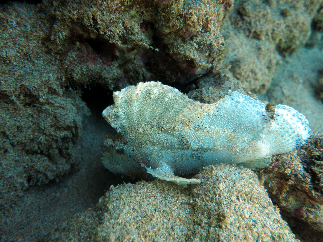 Leaf scorpionfish (Taenianotus triacanthus)